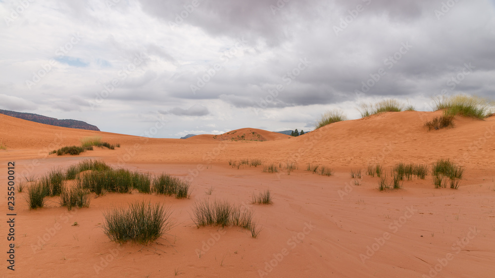 Karge, sandige wüstenlandschaft zwischen dünen und bewölktem himmel, Coral Pink Sand Dunes State Park, Utah, USA Karge, sandige wüstenlandschaft zwischen dünen und bewölktem himmel, Coral Pink Sand Dunes State Park, Utah, USA