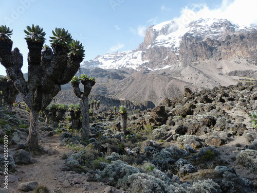 Senecio trees on the Lemosho Route to Mount Kilimanjaro in Tanzania, Africa. photo