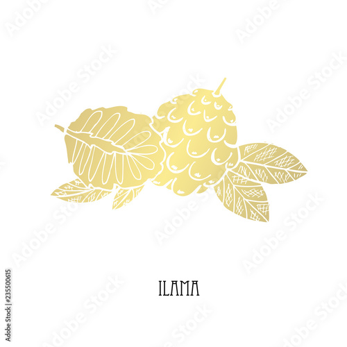 hand drawn golden fruits photo