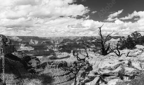 Grand Canyon with bare trees in black and white