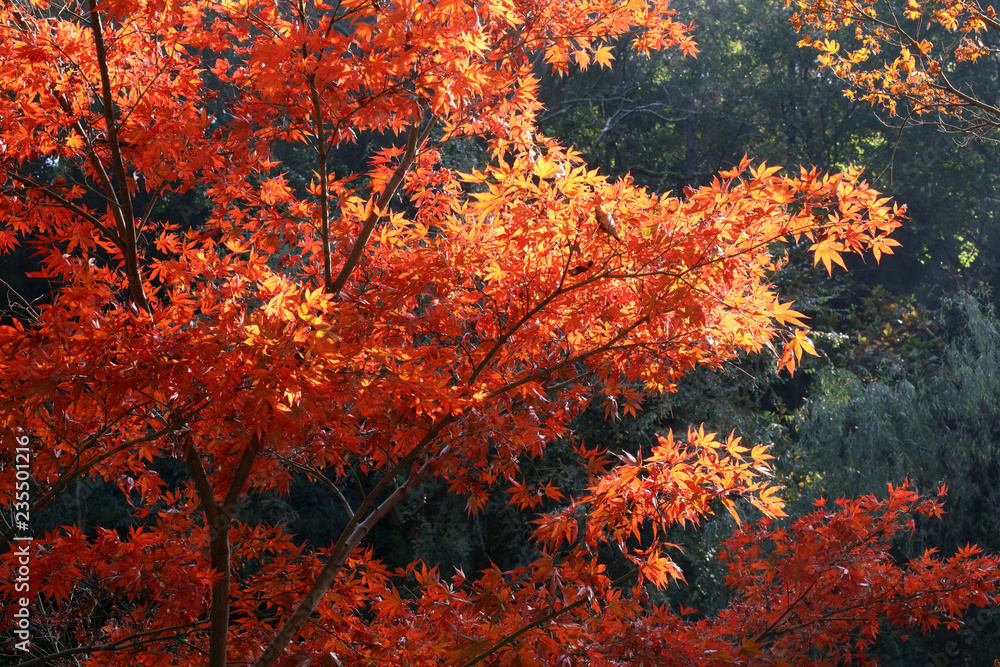  Chinese red maple leaves