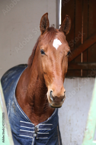 Close up of a thoroughbred horse in stable at rural horse stud farm indoors © acceptfoto