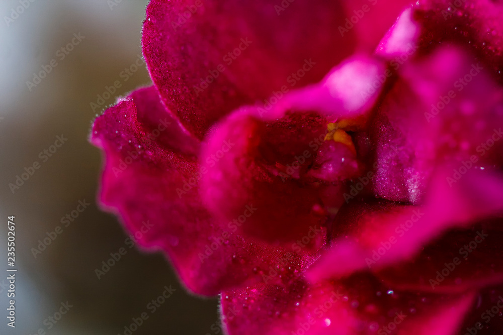 Flowering Saintpaulias, commonly known as African violet. Mini Potted plant. Collectible violet. Macro Flowering Saintpaulias, commonly known as African violet. Mini Potted plant. Collectible violet. Macro