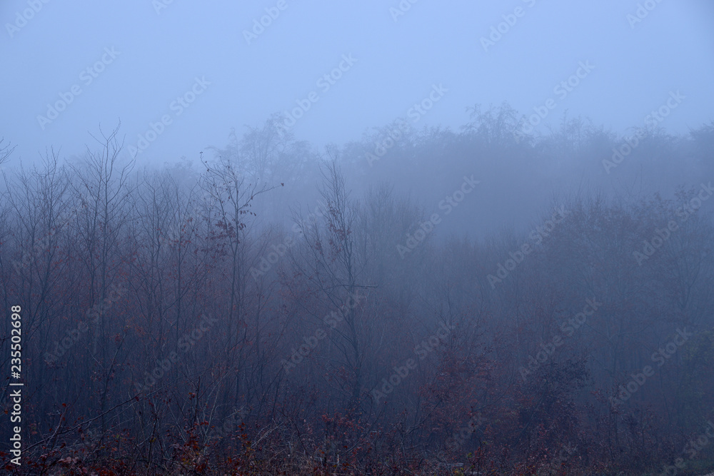 autumn forest in the fog autumn forest in the fog