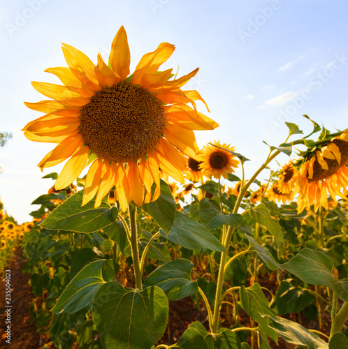 Fototapeta Naklejka Na Ścianę i Meble -  Big flower of a sunflower against the blue sky close-up