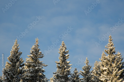 Winter morning landscape