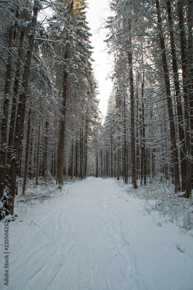 Winter morning landscape