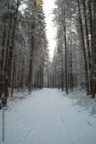 Winter morning landscape