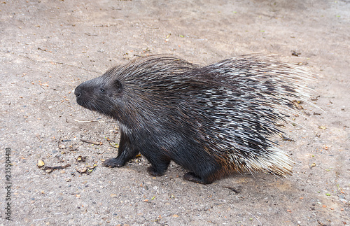 Porcupine in zoo. Side view. Close up