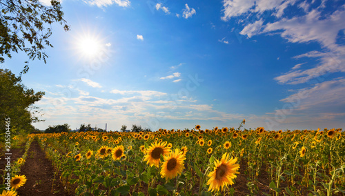 Fototapeta Naklejka Na Ścianę i Meble -  Blooming sunflower field in backlight against a blue sky and bright sun