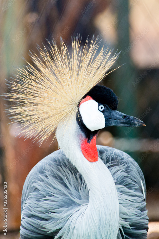 Fototapeta premium profile of a crowned crane