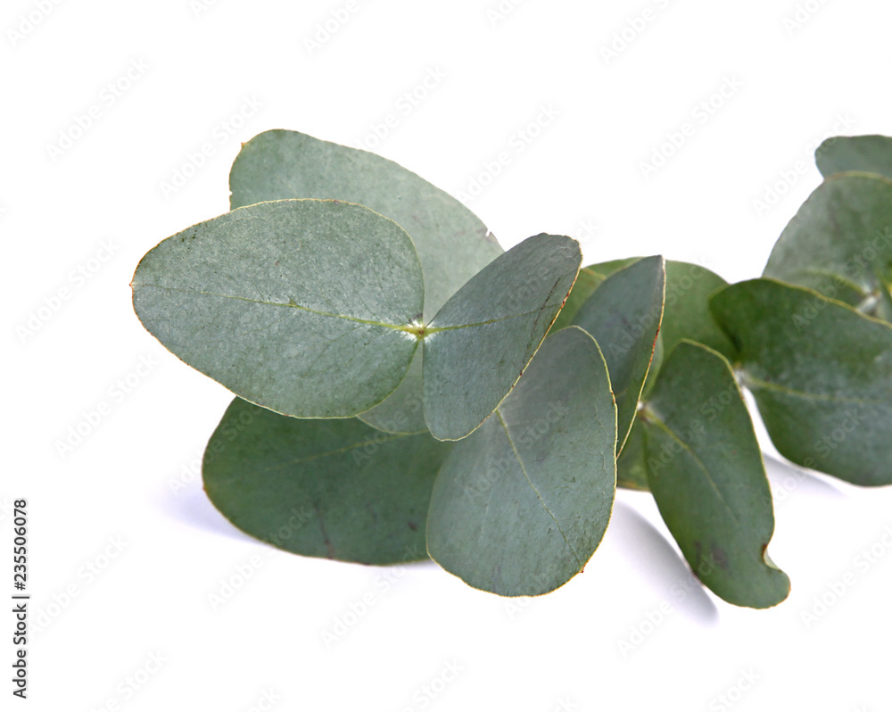 Eucalyptus (feuilles)