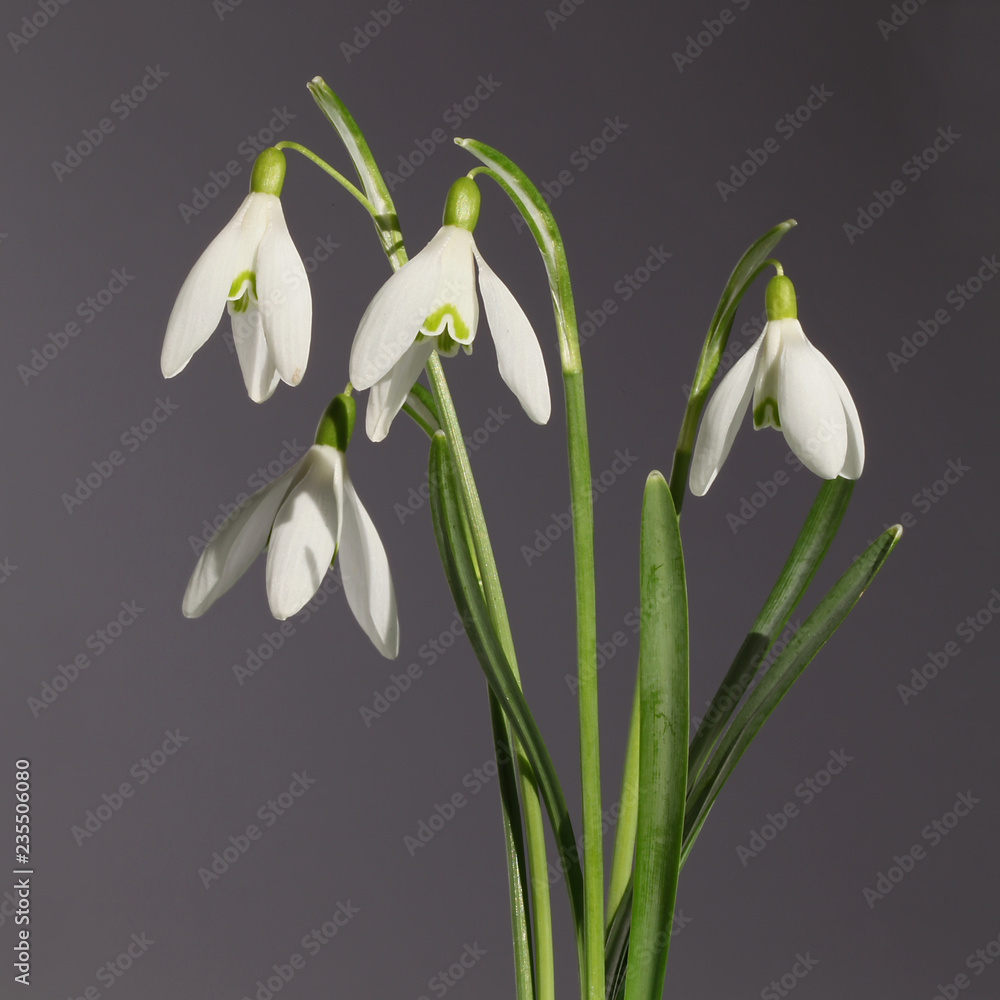Fototapeta premium Galanthus nivalis