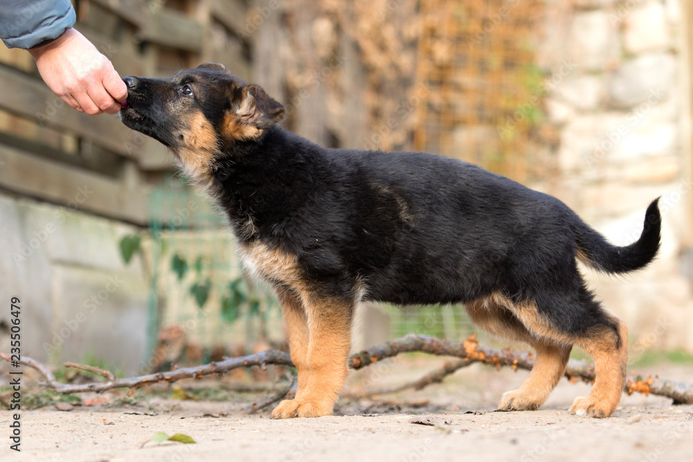 German Shepherd puppy outdoors German Shepherd puppy outdoors