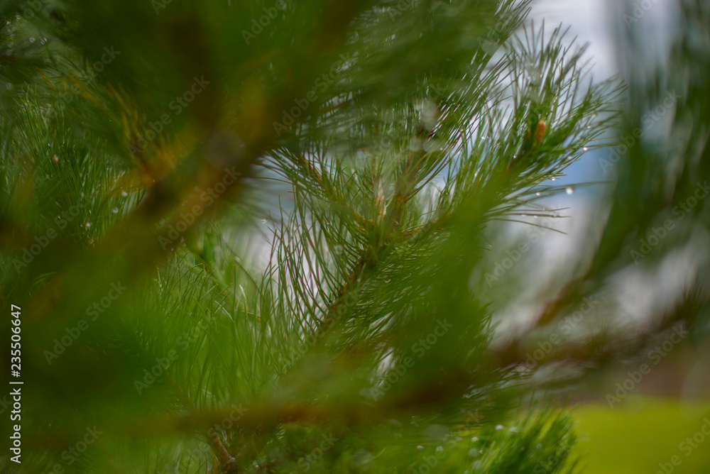 Naklejka premium pine branches with raindrops