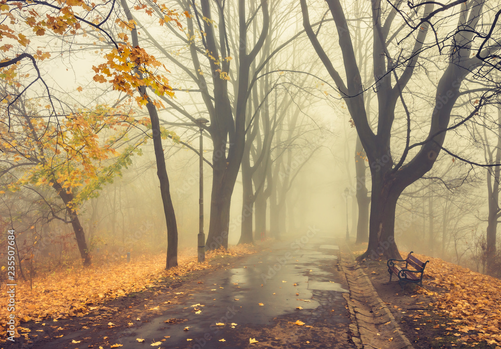 Fototapeta premium Autumn foggy tree alley in the park on a misty day in Krakow, Poland
