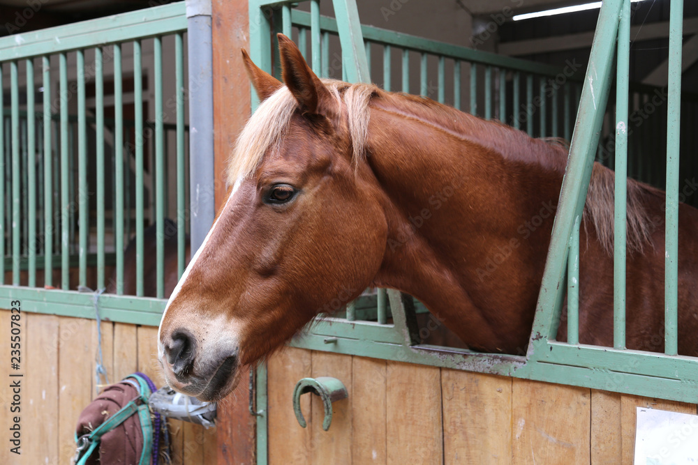 Fototapeta premium Close up of a thoroughbred horse in stable at rural horse stud farm indoors