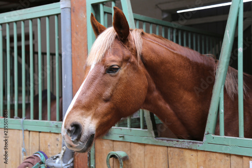 Close up of a thoroughbred horse in stable at rural horse stud farm indoors