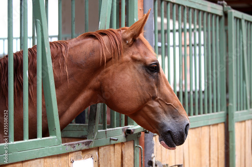 Fototapeta Naklejka Na Ścianę i Meble -  Close up of a thoroughbred horse in stable at rural horse stud farm indoors