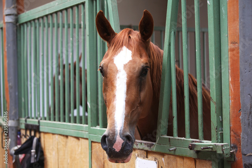 Fototapeta Naklejka Na Ścianę i Meble -  Close up of a thoroughbred horse in stable at rural horse stud farm indoors