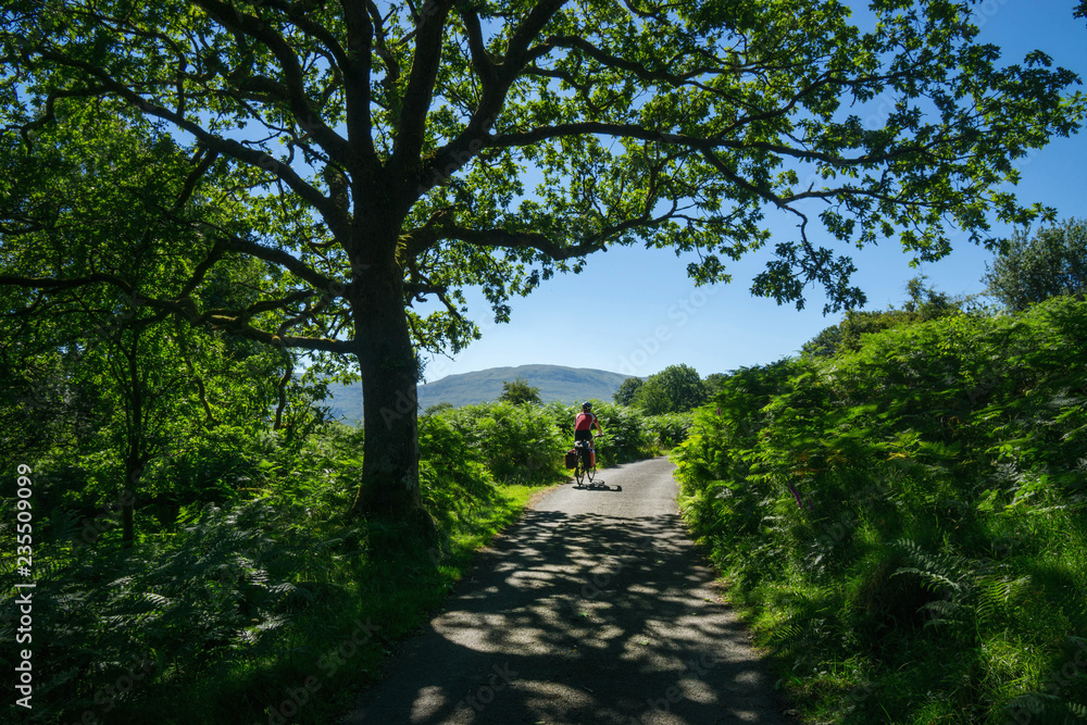 Male touring cyclist explores a country lane in the summer sunshine