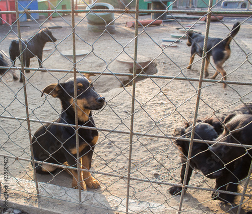 Puppies in a Shelter