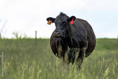 Pregnant black Angus cow in fescue field