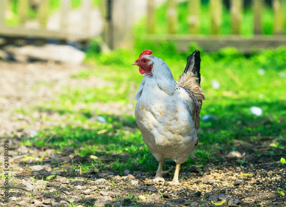 Φωτογραφία funny motley poultry chicken walks and pecks grain in the backyard of the farm i
