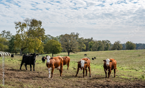 Mixed breed herd in pasture
