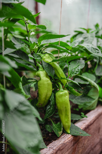 Young green peppers growing on a branch, close-up, selective, soft focus 