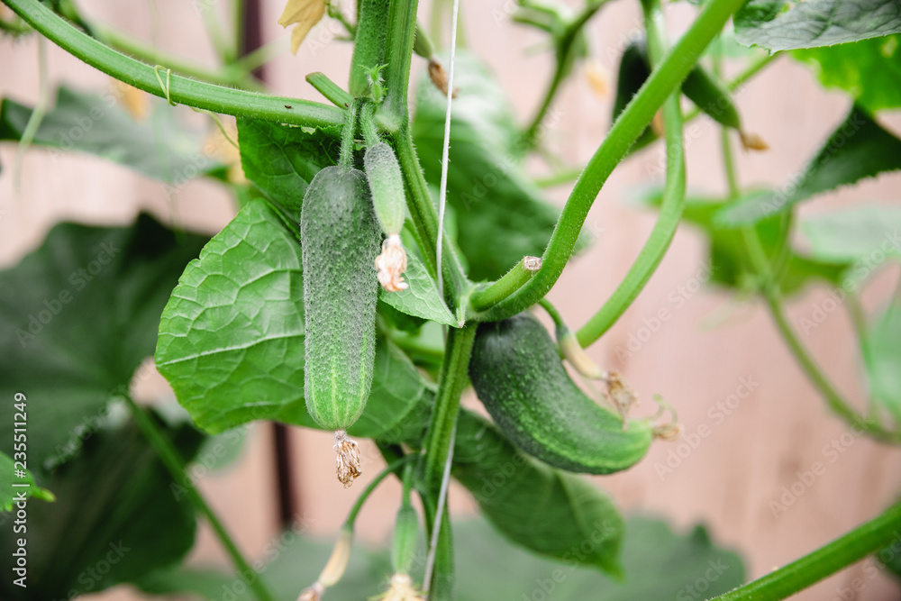 Obraz premium Young fresh cucumber seedling grown in open ground. cucumber plantations. The cultivation of cucumbers in greenhouses. Gardener binds cucumbers.