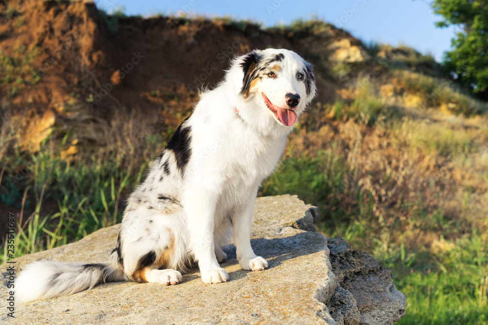 Happy Australian Shepherd Aussie dog sitting on a large rock on a background of mountains and blue sky