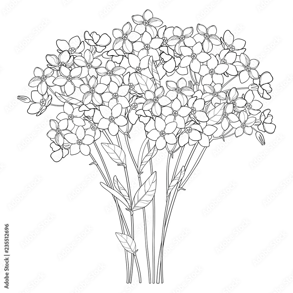 Vector bouquet with outline Forget me not or Myosotis flower bunch, bud ...