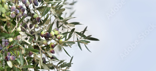 Olives on the tree against blue sky. Selective Focus.branches of olives