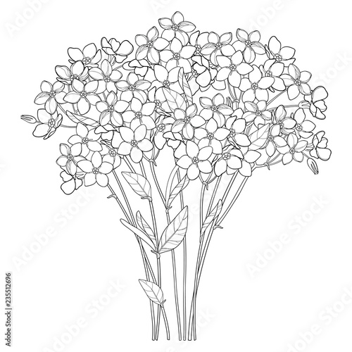 Vector bouquet with outline Forget me not or Myosotis flower bunch, bud and leaf in black isolated on white background. Wildflower Forget me not in contour style for spring design or coloring book.
