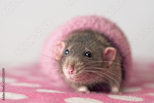 Cute rodent in a pink sock looking curious to the camera. 