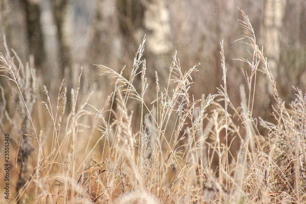 Grass with frost. Winter came unexpectedly. Dried grass. headpiece, background Grass with frost. Winter came unexpectedly. Dried grass. headpiece, background