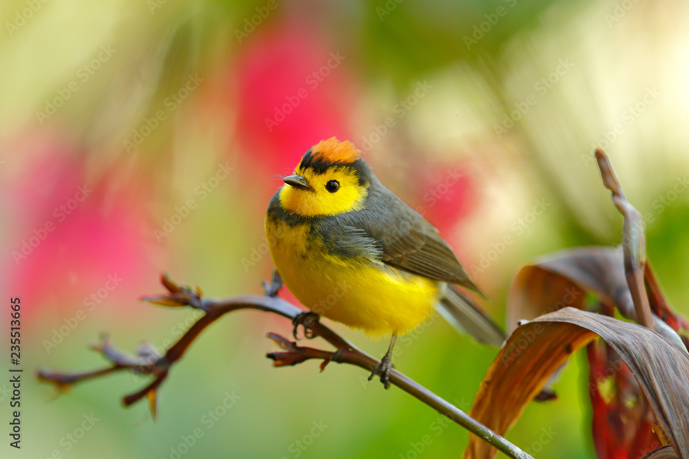 Fototapeta premium Spectacled Whitestart, Myioborus melanocephalus, New World warbler from Ecuador. Tanager in the nature habitat. Wildlife scene from tropical nature. Birdwatching in South America.