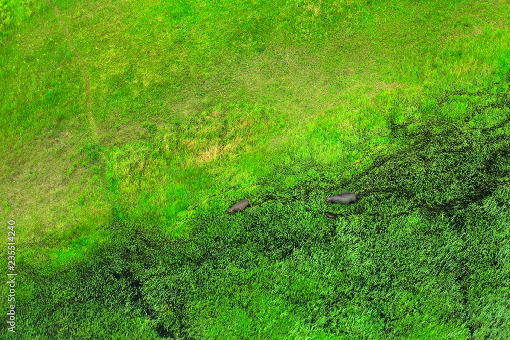 Two hippo in the water, aerial landscape in Okavango delta, Botswana. Lakes and rivers, view from air-plane. Green vegetation in South Africa. Trees with water in rainy season. Big animal in habitat.