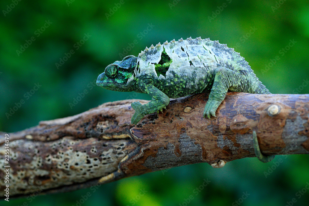Chameleon sitting on the branch in forest habitat. Exotic beautifull endemic green reptile with long tail from Madagascar. Wildlife scene from nature. Chameleon sitting on the branch in forest habitat. Exotic beautifull endemic green reptile with long tail from Madagascar. Wildlife scene from nature.