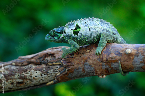 Chameleon sitting on the branch in forest habitat. Exotic beautifull endemic green reptile with long tail from Madagascar. Wildlife scene from nature.
