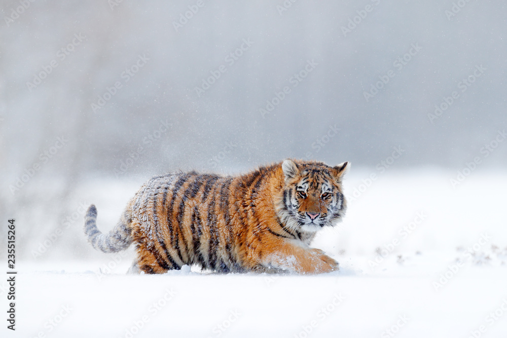 Fototapeta premium Tygrys w dzikiej zimowej naturze, biegający w śniegu. Tygrys syberyjski, Panthera tigris altaica. Akcja sceny dzikiej przyrody z niebezpiecznym zwierzęciem. Zimna zima w tajdze, Rosja. Płatki śniegu z dzikim kotem.