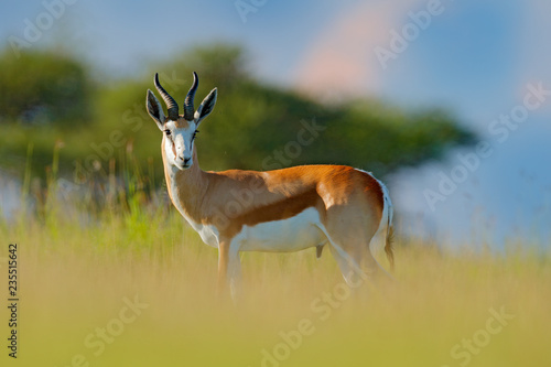 Springbok, Antidorcas marsupialis, animal walking in the water grass during hot day. Forest mammal in the habitat, Okavango, Botswana. Wildlife scene with deer from African. nature.