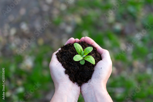 young plant in hands photo