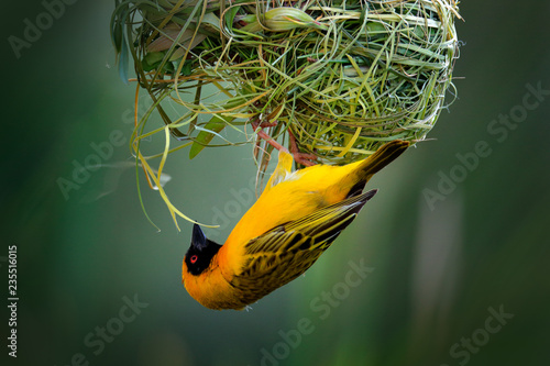 African southern masked weaver, Ploceus velatus, build the green grass nest. Yellow birds with black head with red eye, animal behaviour in the habitat. Wildlife scene from nature, Etosha NP, Namibia. photo