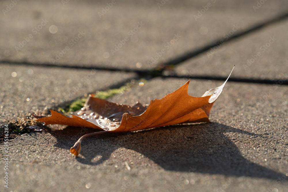 A yellow leaf on the sidewalk A yellow leaf on the sidewalk