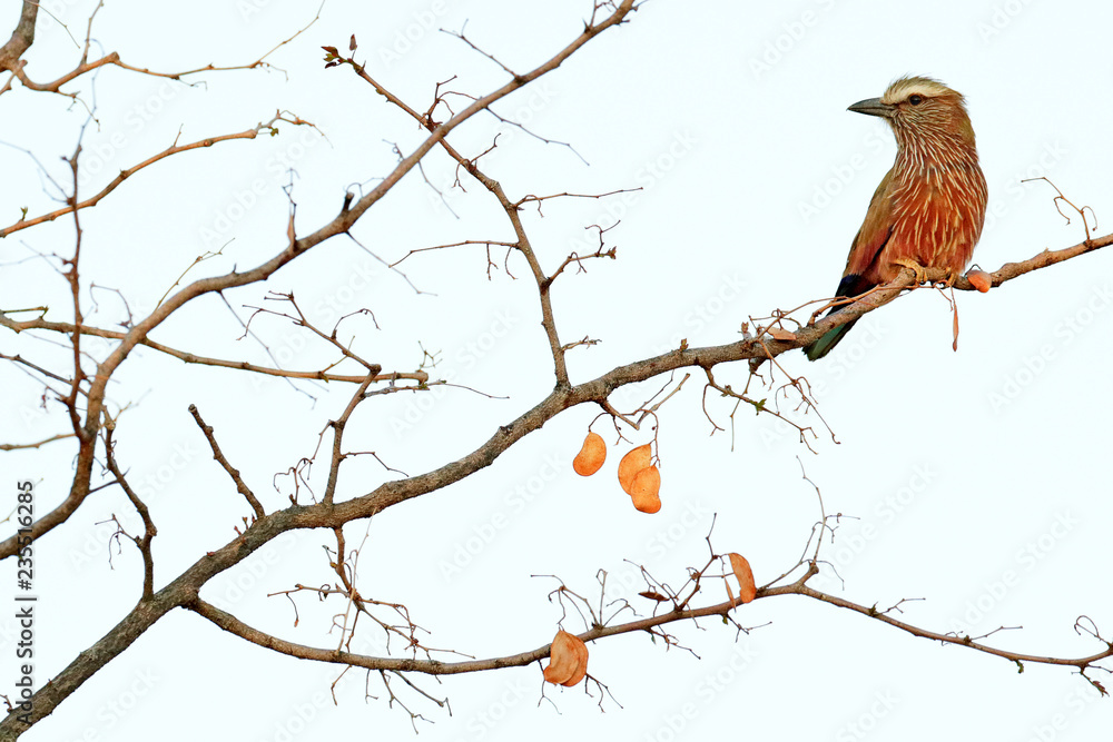 Purple rufous-crowned roller, Coracias naevius, detail portrait of beautiful bird. Pink and blue animal from nature, sitting on the tree branch with last orange leaves, Etosha NP, Namibia in Africa Purple rufous-crowned roller, Coracias naevius, detail portrait of beautiful bird. Pink and blue animal from nature, sitting on the tree branch with last orange leaves, Etosha NP, Namibia in Africa