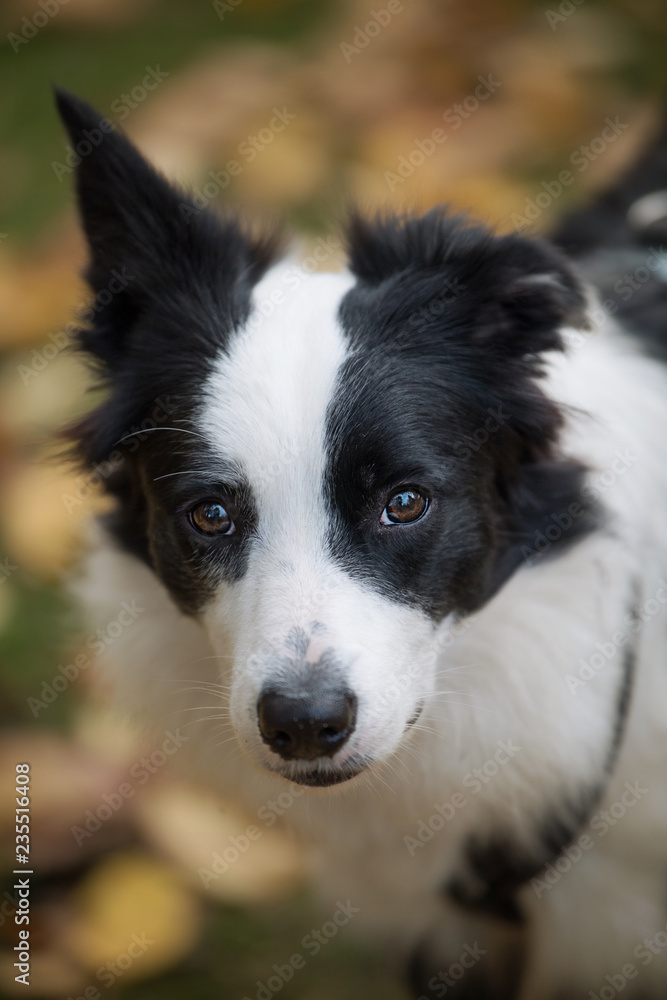 Young border collie in nature looking to the camera