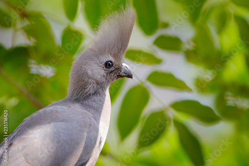 Grey go-away-bird, Corythaixoides concolor, grey lourie detail portrait in the green vegetation. Turaco in the nature habitat, tree leaves. Wildlife scene from nature.