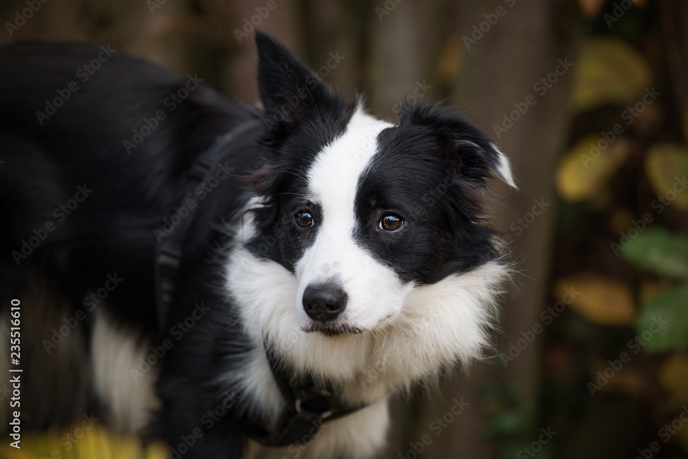 Young border collie standing in a garden